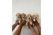 Maltipoo Poodle Puppies en Los Angeles