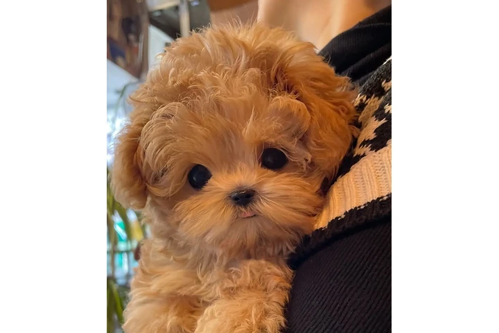 $350 : Maltipoo Cachorros a la venta image 1