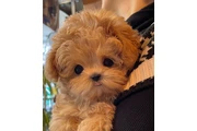 Maltipoo Cachorros a la venta en Brownsville