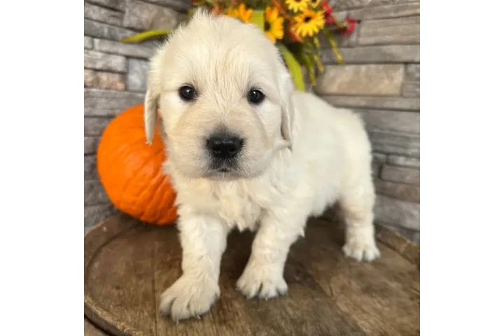$350 : Golden Retrievers image 3