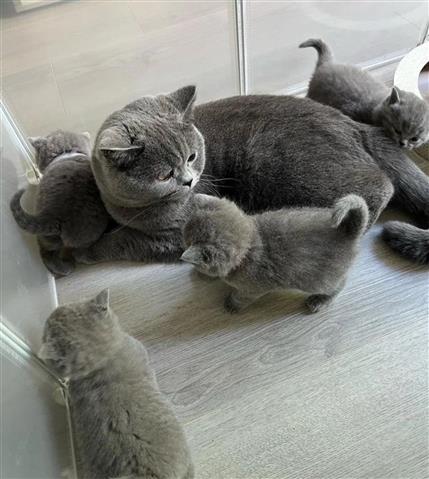 $310 : Cute British Shorthair Kittens image 2