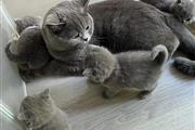 $310 : Cute British Shorthair Kittens thumbnail