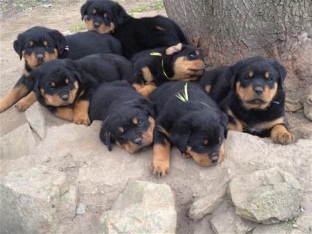 $400 : Gorgeous Rottweiler puppies image 1