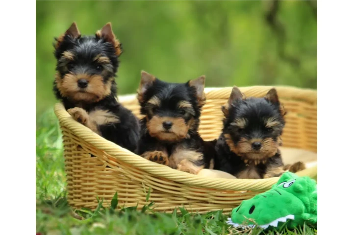 $350 : Yorkshire terrier taza de té image 1