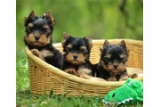 Yorkshire terrier taza de té en Wilmington
