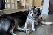 $350 : Husky siberiano thumbnail