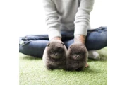 $350 : Micro Pomerania thumbnail