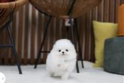 $300 : Pomeranian puppies teacup thumbnail