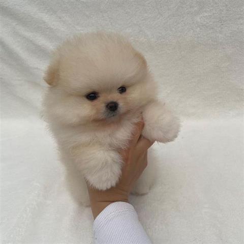 $500 : Teacup Pomeranian puppies image 5