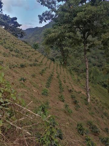 $225000 : VENDO FINCA COLOMBIA QUINDIO image 6