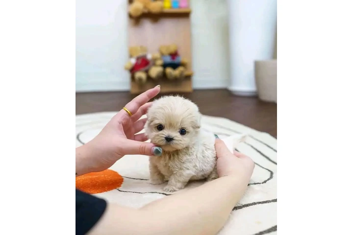 $350 : taza de té maltipoo cachorros image 2