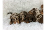 $300 : Adorable Miniature Dachshund thumbnail