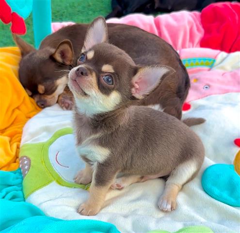 $250 : Cachorro chihuahua image 2