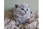 $220 : British Shorthair thumbnail