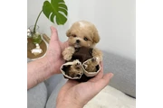 $350 : Cachorros Maltipoo thumbnail