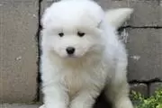 Samoyed puppies ready for sale en Houston
