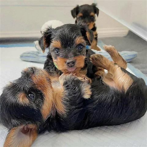 $230 : Lovely Yorkshire Puppies image 1