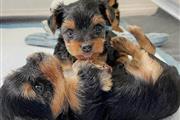Lovely Yorkshire Puppies