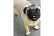 Pug in adoption en San Francisco Bay Area