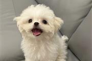 Beautiful Maltese  puppies