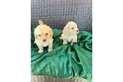 $350 : Maltipoos thumbnail