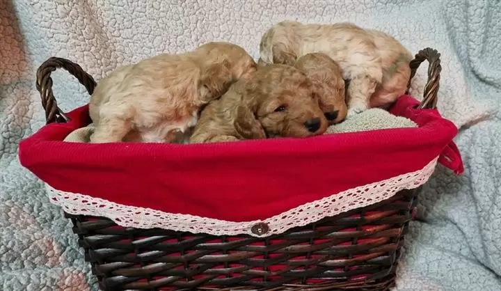 $500 : Cachorros de cockapoo. image 1