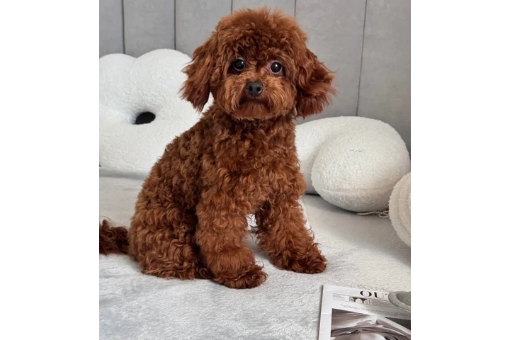 $350 : Lovely Maltipoo Puppies image 6