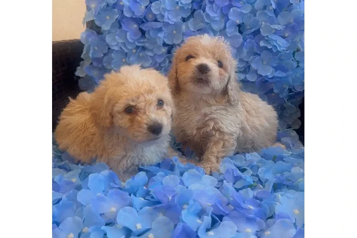 $350 : Maltipoos image 1