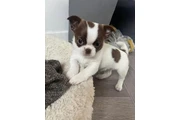 $350 : Cachorros de chihuahua thumbnail
