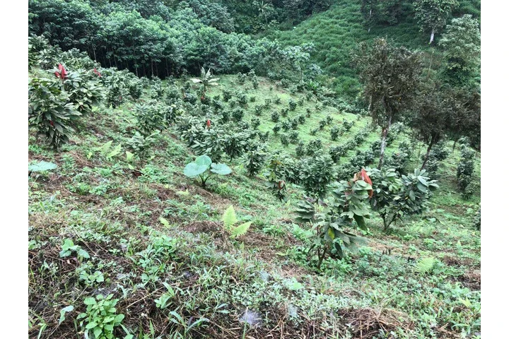 $390000 : Se vende hacienda 78ha Bolivar image 4
