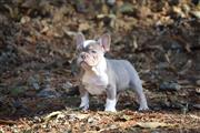 KC Reg French bulldog puppies thumbnail