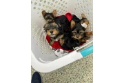$350 : Cachorros Yorkie en venta thumbnail