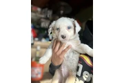 Australian Shepard 9 weeks en Orange County