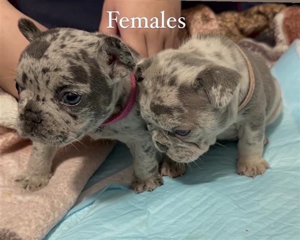 $3500 : French bulldogs image 1