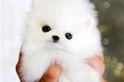 $350 : Pomerania en venta thumbnail