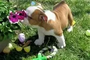 Good looking English Bulldog en Fairfield