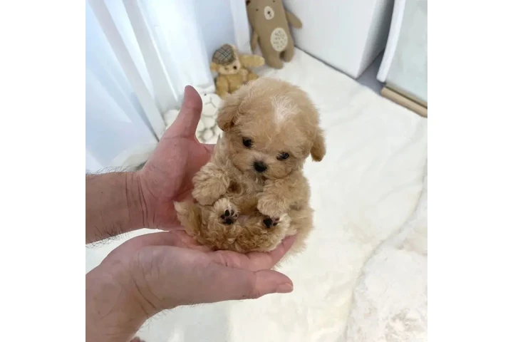 $350 : Cachorros Maltipoo image 4