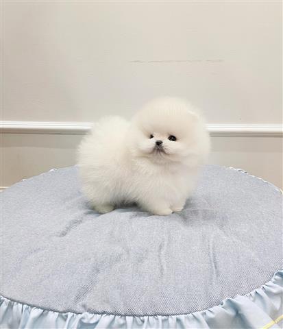 $250 : Pomeranian puppies image 5