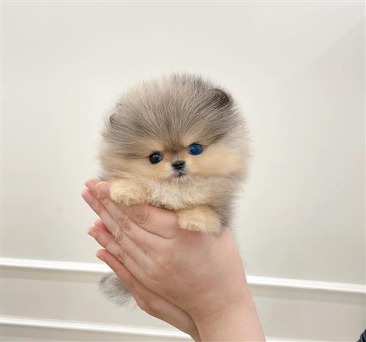 $300 : Pomeranian for sale image 3