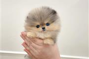 $300 : Pomeranian for sale thumbnail