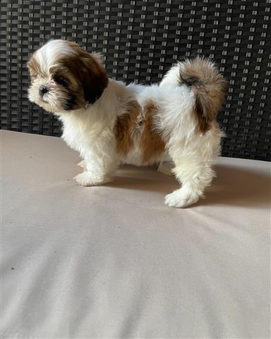 $250 : Affectionate Shih Tzu Puppies image 3