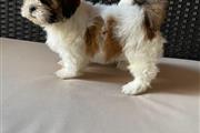 $250 : Affectionate Shih Tzu Puppies thumbnail