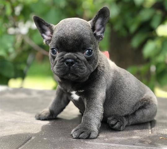 $250 : Frenchie Bulldog pup Ready image 3