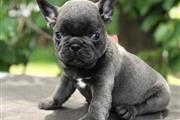 $250 : Frenchie Bulldog pup Ready thumbnail