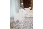 Cachorro de Pomerania en Birmingham