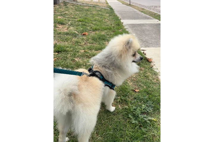 $8000 : Perro pomerania image 1