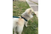 Perro pomerania en Aguascalientes