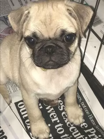 $550 : Pug Puppies image 2