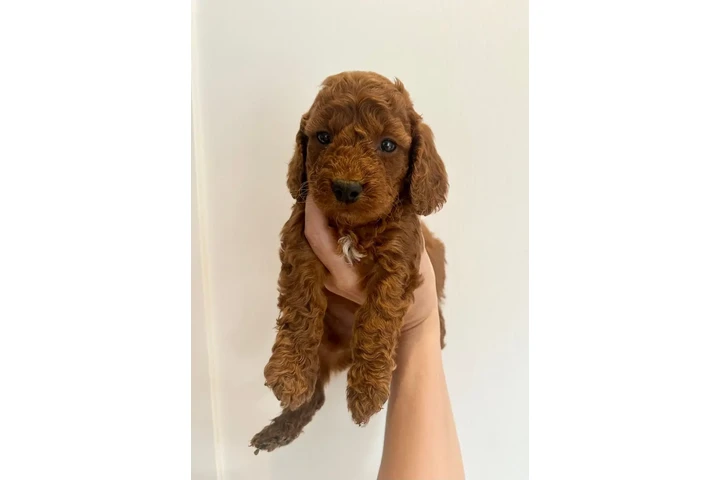 $310 : Cockapoos F1 Disponibles image 1