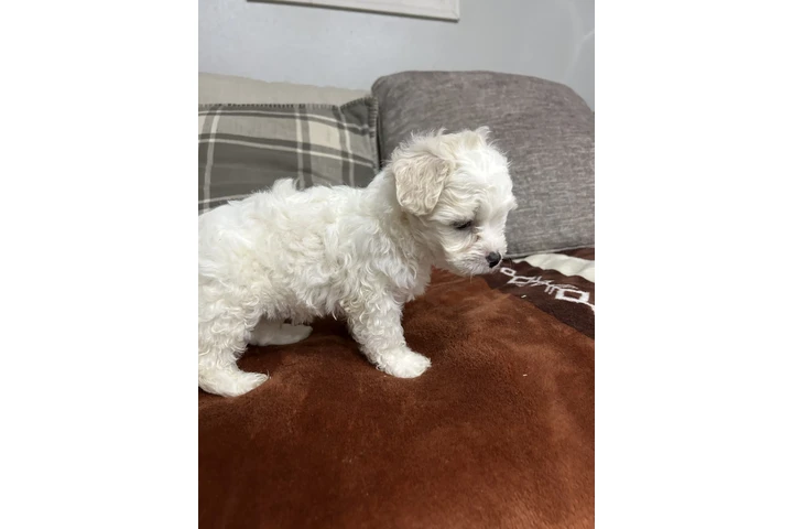 $500 : Maltipoo y yorkie image 6